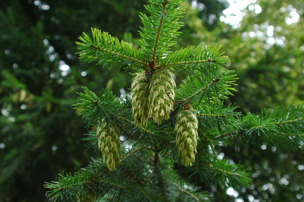 Pine cones grow on a lush, green evergreen tree.